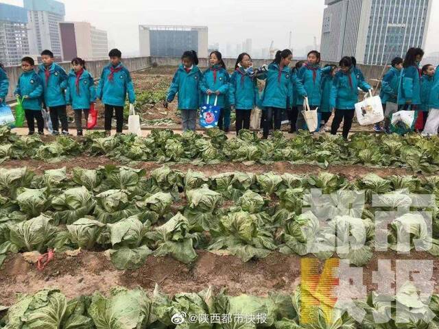 西安：教学楼顶开辟700平米让学生种菜