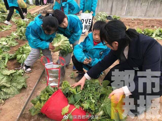 西安：教学楼顶开辟700平米让学生种菜