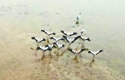 沉湖湿地 越冬“天堂”