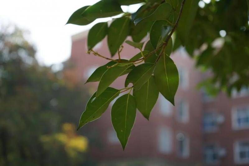 USTC植物图鉴  与冬日的树木久别重逢（第六期）