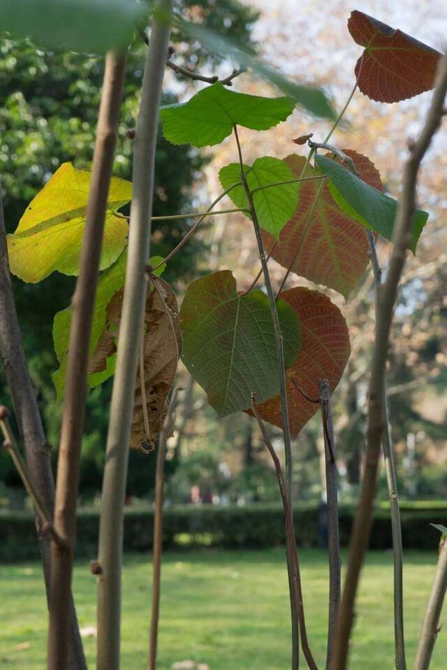 USTC植物图鉴  与冬日的树木久别重逢（第六期）