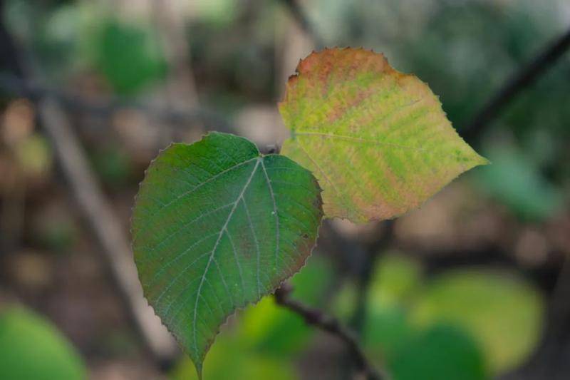 USTC植物图鉴  与冬日的树木久别重逢（第六期）