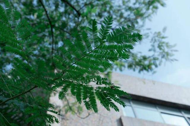 USTC植物图鉴  与冬日的树木久别重逢（第六期）