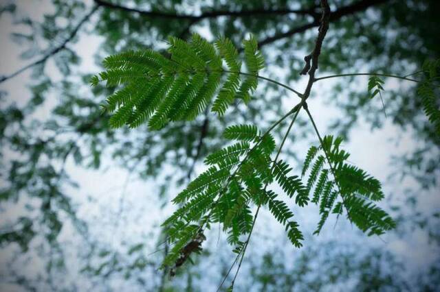 USTC植物图鉴  与冬日的树木久别重逢（第六期）