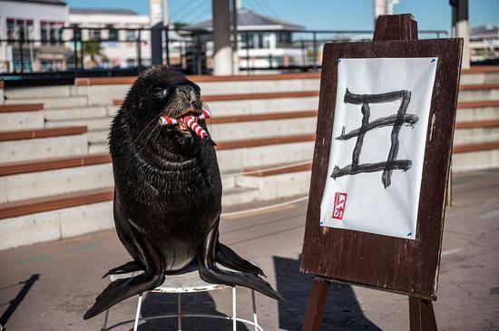 日本海狮挥笔书写“丑”字 迎接牛年到来