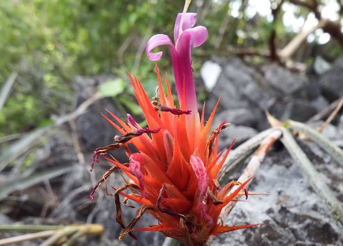 Acanthostachys calcicola在巴西森林石灰岩中生长。