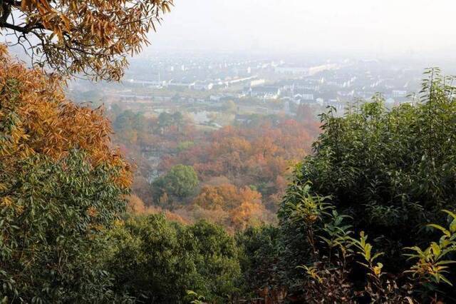 倾听  天平山：枫染山醉，暖阳弄影