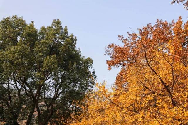 倾听  天平山：枫染山醉，暖阳弄影