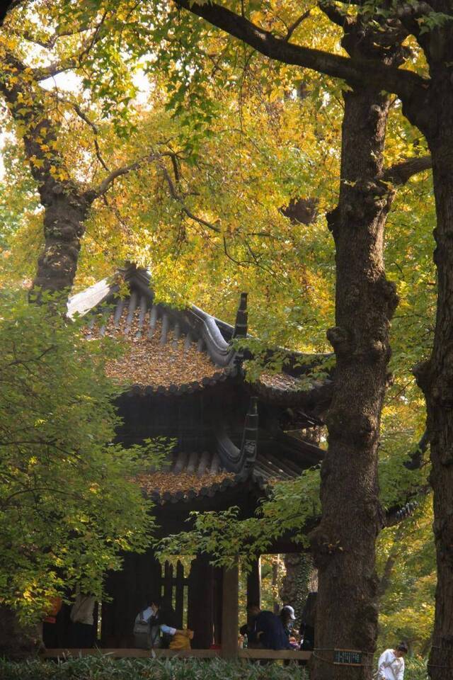 倾听  天平山：枫染山醉，暖阳弄影