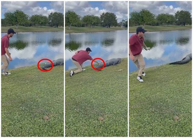美国佛罗里达州高尔夫球手胆生毛竟然敢在巨鳄尾巴上捡回高尔夫球