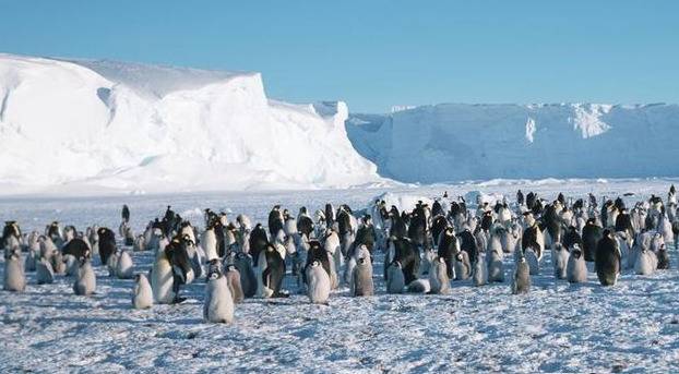 △栖息在南极洲的企鹅约有350万只