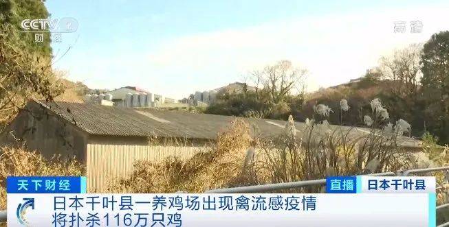 警报拉响！已扑杀460多万只鸡 日本再现禽流感疫情