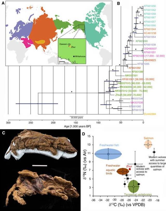 加拿大育空地区永久冻土中发现57000年前狼幼崽木乃伊命名为Zhùr