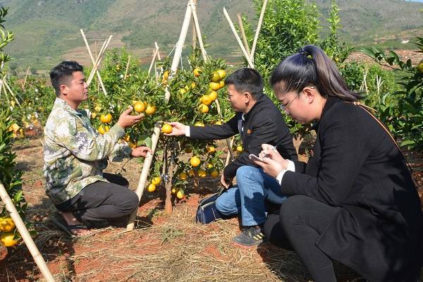 开远市纪委监委深入田间地头、群众家中了解产业发展、惠民政策落实等情况，以正风反腐的实际成效让人民群众有更多的获得感、幸福感、安全感。（杨曼婷摄）