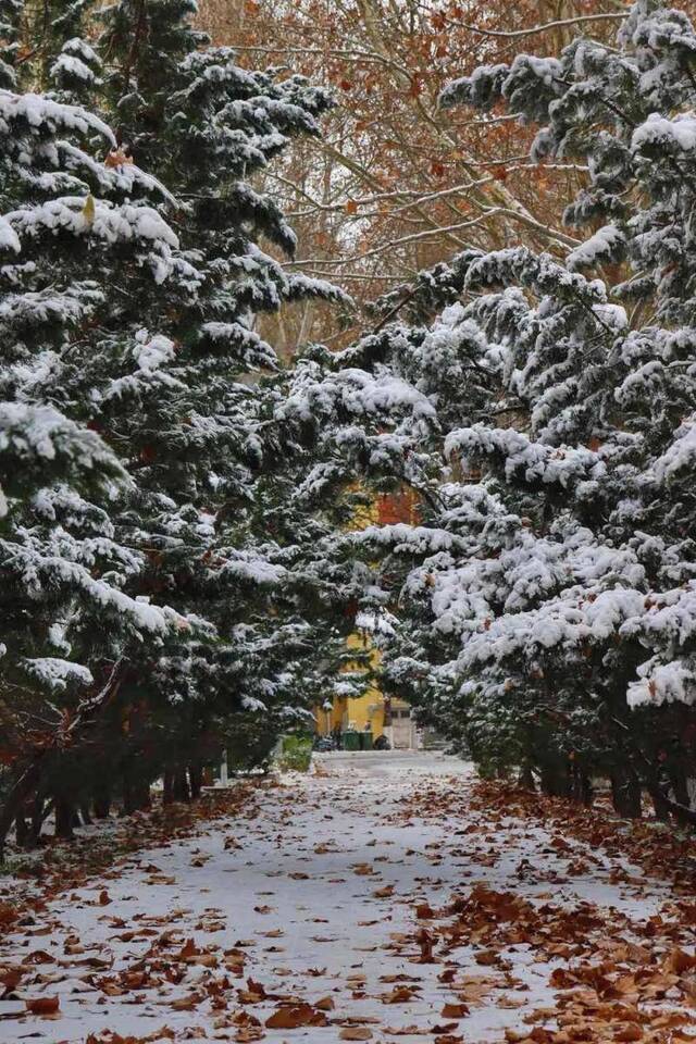 初见雪纷飞——来看看济大的初雪吧