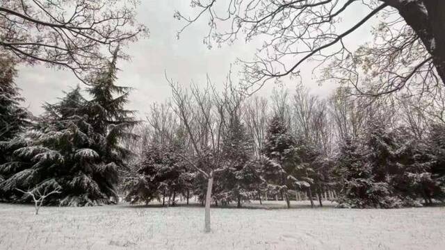 初见雪纷飞——来看看济大的初雪吧