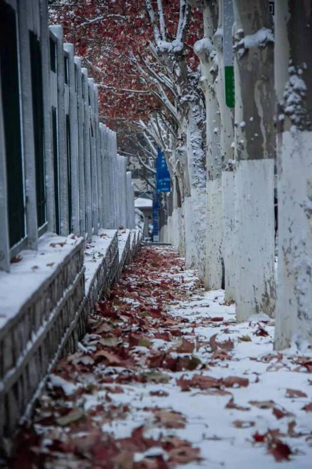 初见雪纷飞——来看看济大的初雪吧