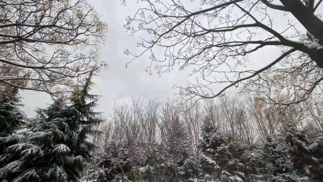 初见雪纷飞——来看看济大的初雪吧