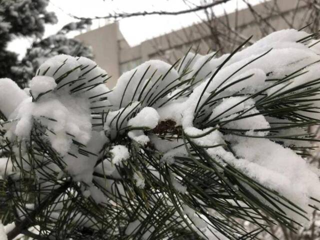 初见雪纷飞——来看看济大的初雪吧