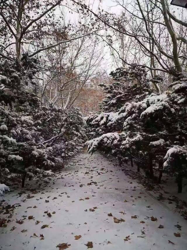 初见雪纷飞——来看看济大的初雪吧