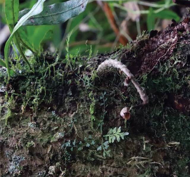 Gastrodia agnicellus被英国皇家植物园称为世界上最丑的兰花