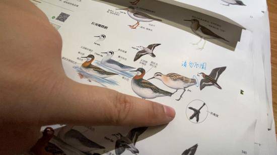 “鸟书”要来了！手绘1491个鸟种，扫二维码可听鸟鸣