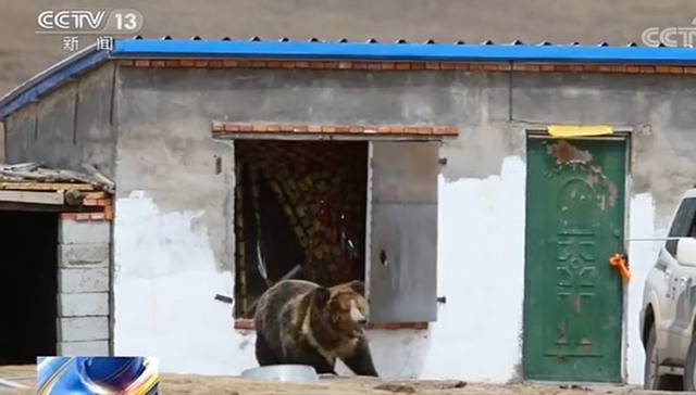 青海天峻县牧民家里来了“不速之客”大棕熊惊动当地公安荷枪实弹驱离