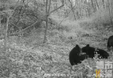 可爱！陕西安康发现国家二级保护野生动物黑熊