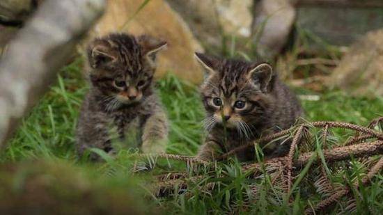 （图说：重新引进苏格兰野猫的项目面临资金短缺。图/BBC）