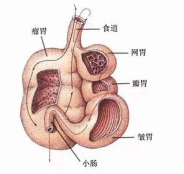 △牛和羊等反刍动物一共有四个胃室，这四个胃室并非一条直线通到底，而是相互交错着，十分崎岖。（图片来自网络）