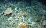 大西洋勘探发现至少12种深海新物种 包括海苔、软体动物和珊瑚