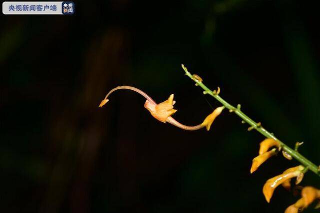 新物种！云南发现“花仙子”瑞丽舞花姜