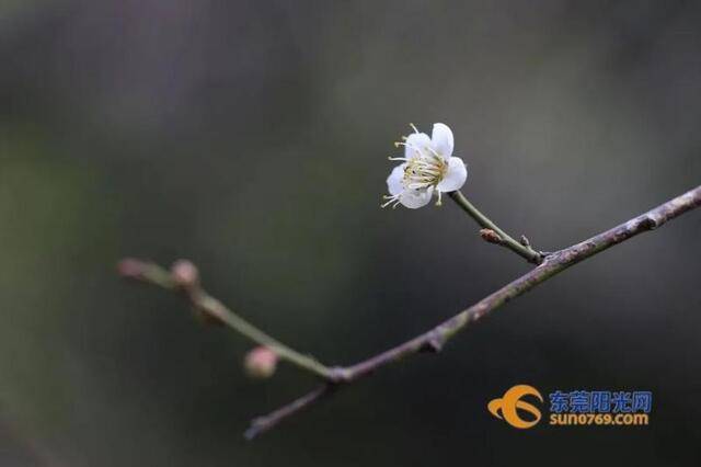 美翻了！东莞这满山的梅花要成新打卡点！