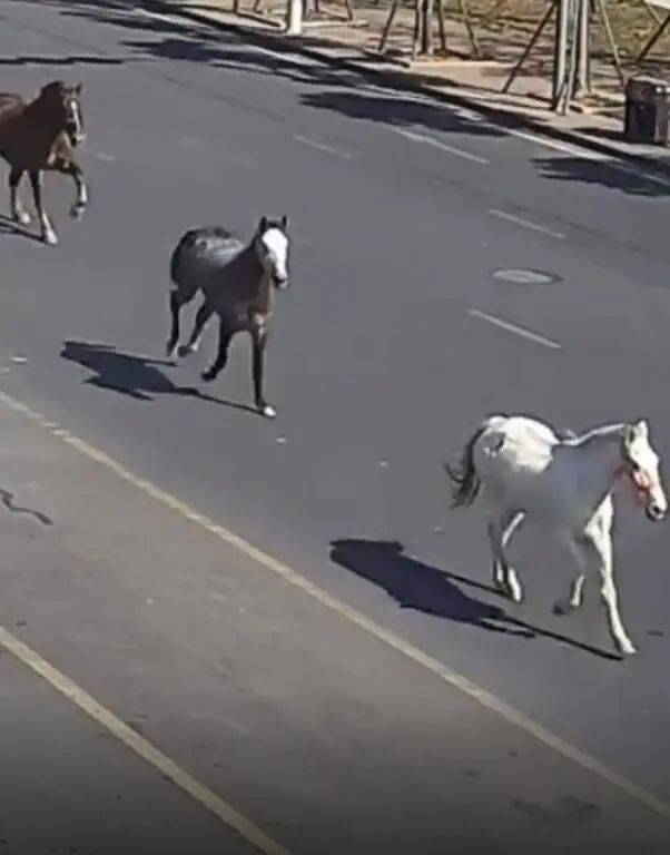 全城追马！三匹马冲出马路狂奔！最后一匹在东城找到！