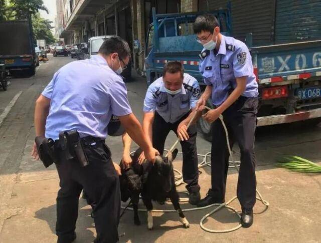 全城追马！三匹马冲出马路狂奔！最后一匹在东城找到！