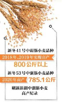 在新疆生产建设兵团第四师农田，卡车拉运刚收割的小麦（摄于2020年6月22日）。□陈洋摄