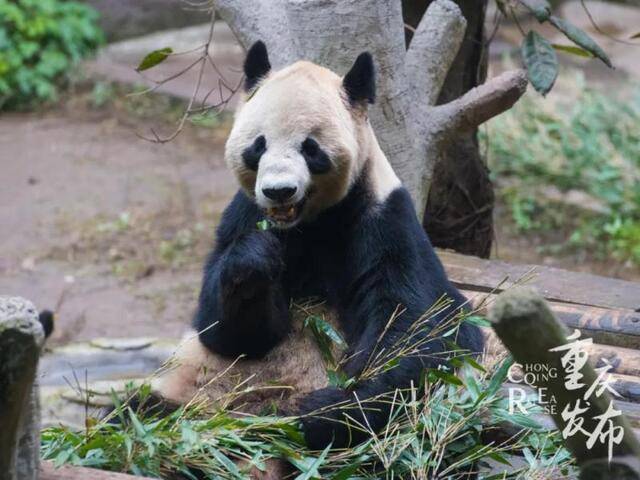 大熊猫亮亮正在享受美味的竹子。邹乐摄
