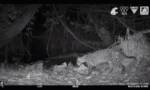 危地马拉玛雅生物圈保护区摄像机捕捉到罕见画面：美洲豹猎杀豹猫