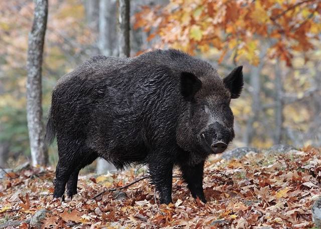 美国西维珍尼亚州将迎来野猪狩猎季节举行首个抽签活动