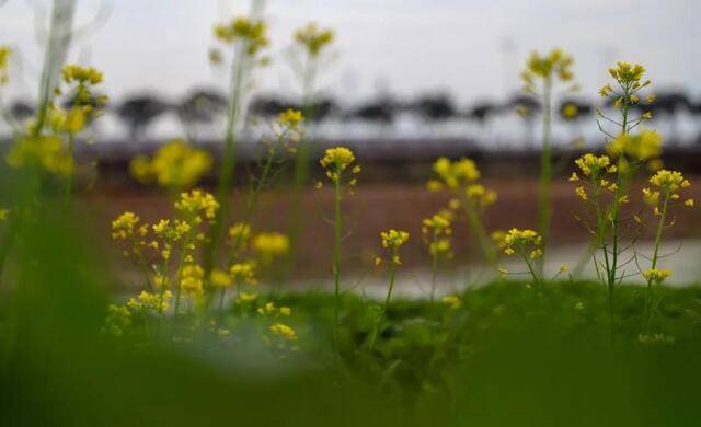 东莞这片油菜花今年“挪窝”啦！将升级七色花田！