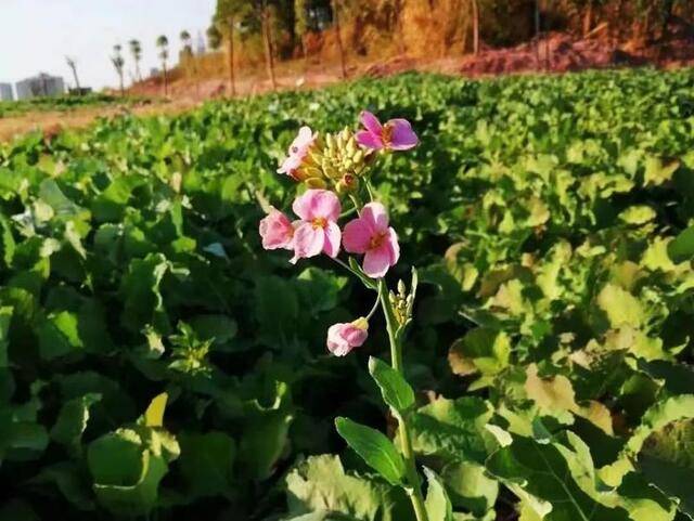 ▲一株粉紫色的油菜花，已迫不及待地抢先开花