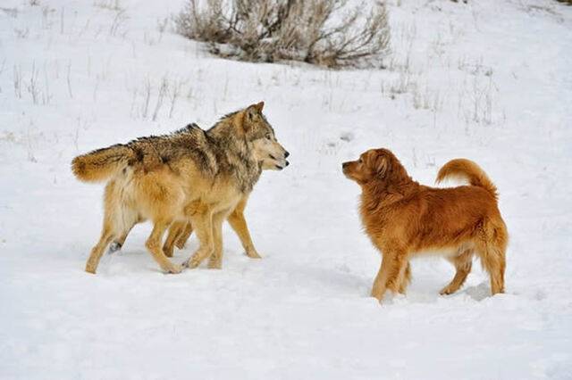 末次冰期快要结束时远古人类在寒冬中把剩肉喂狼可能在犬类的早期驯化中起到一定作用