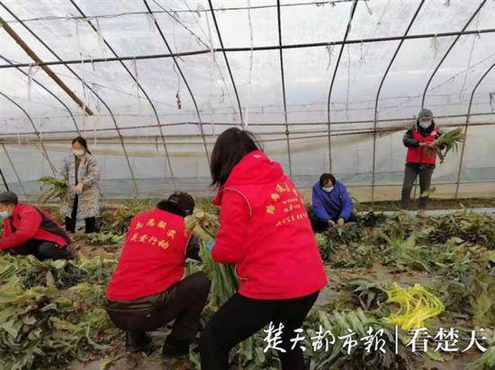 知恩图报！武汉数百名志愿者向石家庄捐赠50吨蔬菜