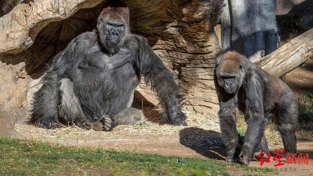 美国加州圣地亚哥野生动物园至少三只大猩猩已被确诊感染新冠病毒。图据圣地亚哥野生动物园
