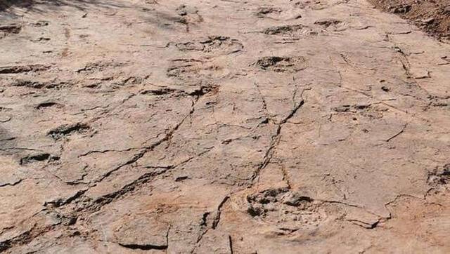 福建省龙岩市上杭县首次发现恐龙足迹化石240余枚也是中国首次发现大型恐爪龙类行迹
