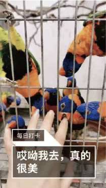 报告：短视频平台展示“萌宠”为野生动物非法交易提供渠道