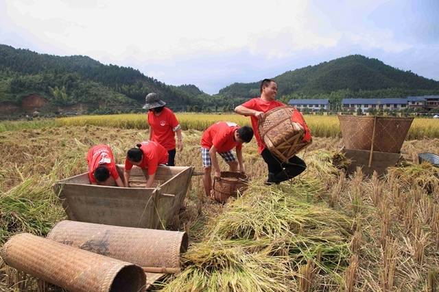 宁化县把河龙贡米产业作为农业支柱产业来抓，推行“市场+公司+基地+科技+农户”的粮食产业化经营模式，促进农户增收。图为游客在河龙乡下伊村体验河龙贡米丰收的喜悦。