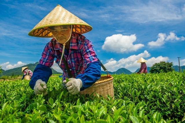 近年来，永泰县同安镇大力发展茶叶产业园区，加快推进茶产业融合，拓宽就业渠道，不断巩固精准扶贫成果，书写扶贫“大文章”。图为在当地茶园里采茶的工人。