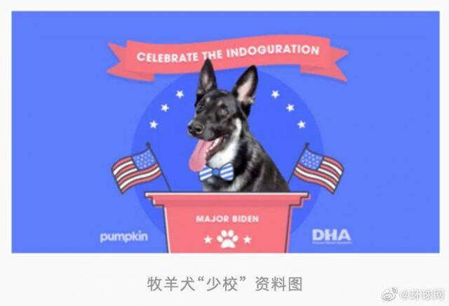 美媒：拜登就职前 他的牧羊犬将参加狗类