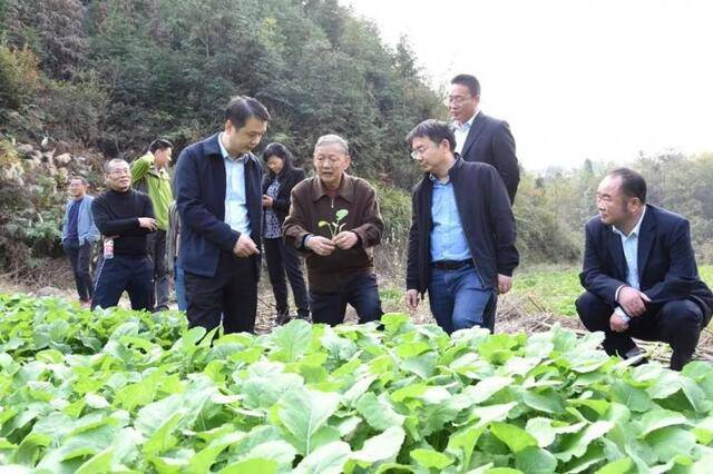 ▲傅廷栋院士带队赴白霓镇回头岭村油菜基地调研油菜生长情况（蒋朝常摄）